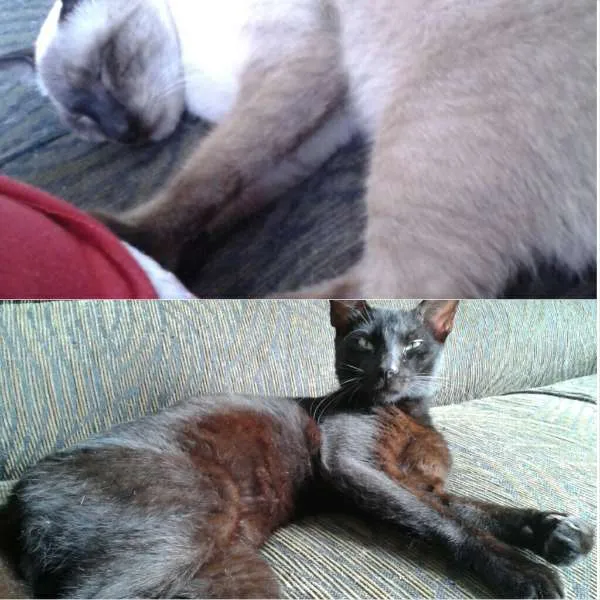 Gato raça SRD idade 7 a 11 meses nome Pitucho e Pretinho