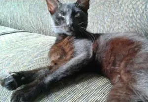 Gato raça SRD idade 7 a 11 meses nome Pitucho e Pretinho