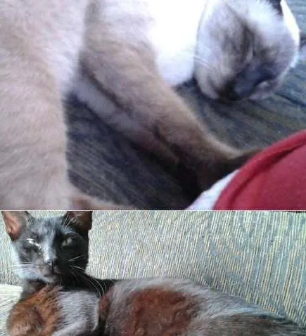 Gato raça SRD idade 7 a 11 meses nome Pitucho e Pretinho