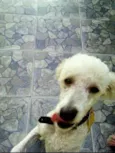 fred