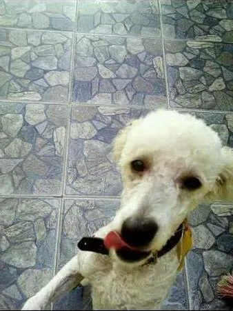 Cachorro ra a poodle idade 4 anos nome fred