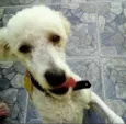fred