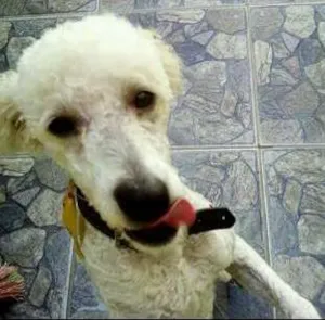 Cachorro raça poodle idade 4 anos nome fred