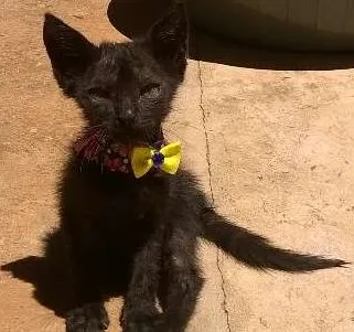 Gato ra a vira lata idade Abaixo de 2 meses nome mingau