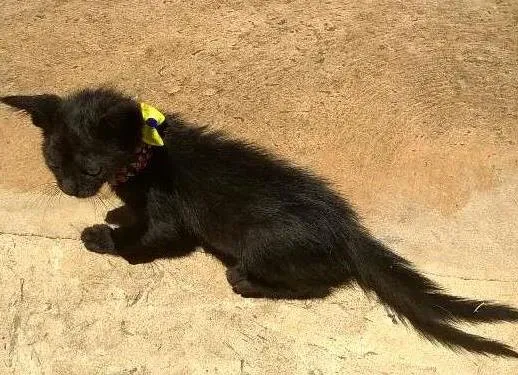 Gato ra a vira lata idade Abaixo de 2 meses nome mingau