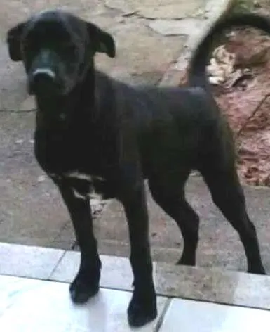 Cachorro raça SRD idade 5 anos nome Belengo