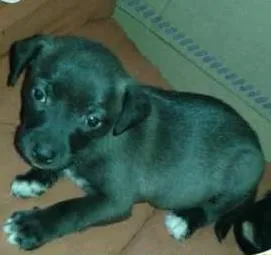 Cachorro ra a SRD idade Abaixo de 2 meses nome FILHOTE