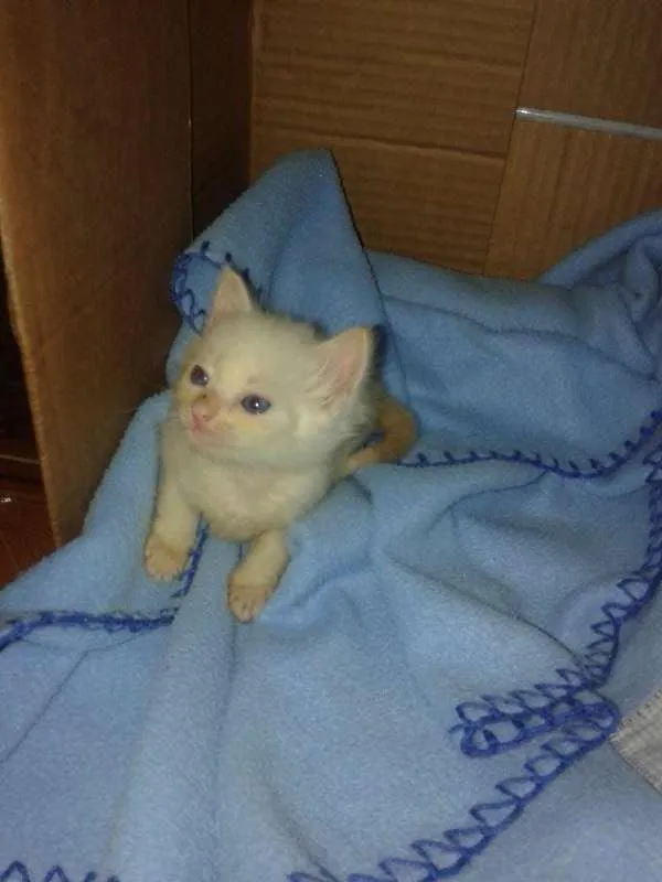 Gato ra a viralata idade 2 a 6 meses nome Cesar