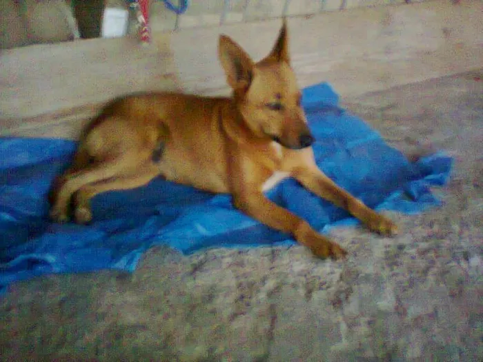 Cachorro ra a não sei idade 4 anos nome MEl