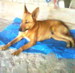 Cachorro raça não sei idade 4 anos nome MEl