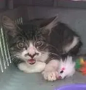 Gato raça SRD idade 2 a 6 meses nome Theo