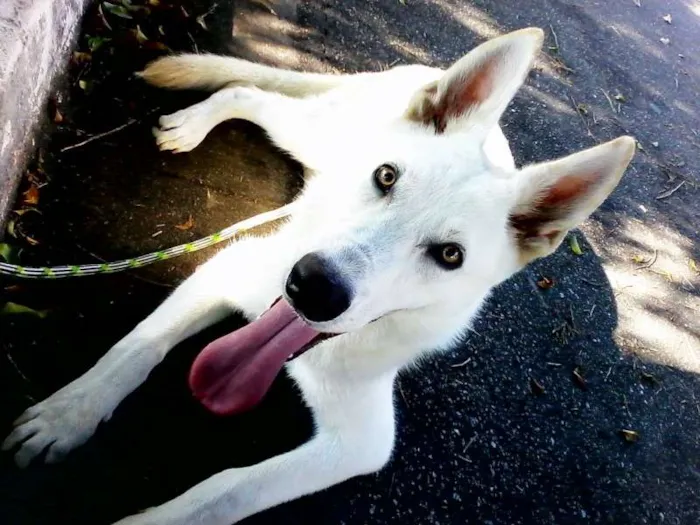 Cachorro raça Pastor Alemão Branco idade 1 ano nome Hórus