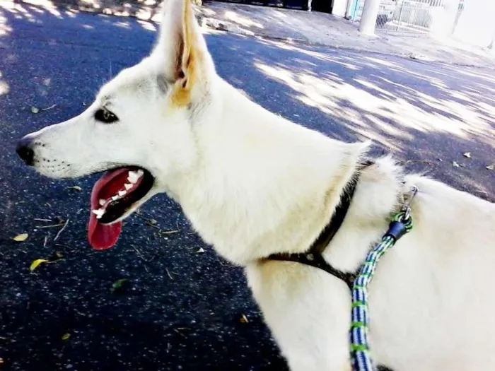 Cachorro raça Pastor Alemão Branco idade 1 ano nome Hórus