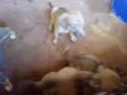 5 Filhotes para doar
