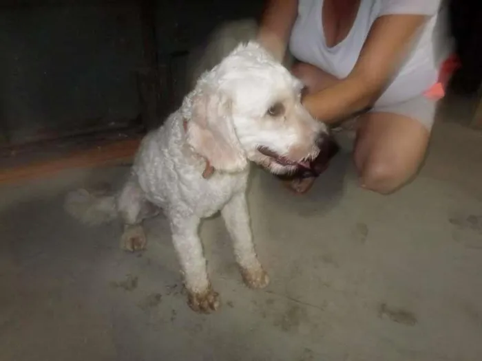Cachorro ra a mix de poodle idade 1 ano nome Bidu