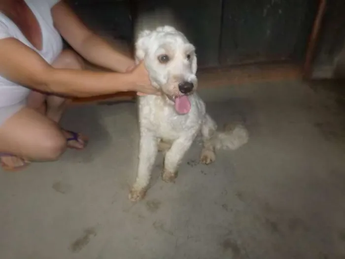 Cachorro ra a mix de poodle idade 1 ano nome Bidu
