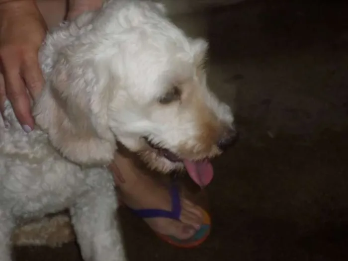 Cachorro ra a mix de poodle idade 1 ano nome Bidu