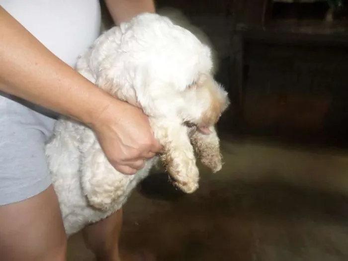 Cachorro ra a mix de poodle idade 1 ano nome Bidu