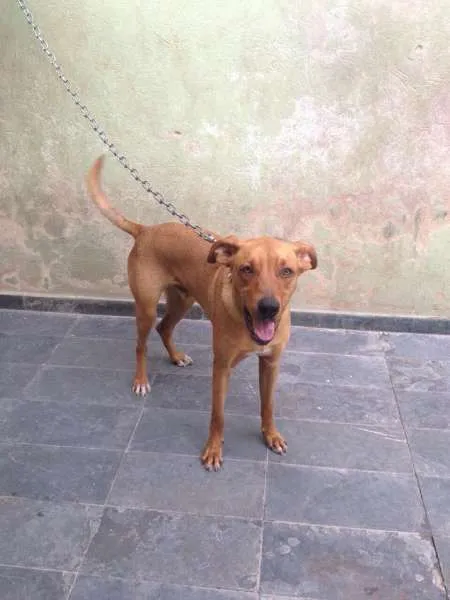 Cachorro raça Vira lata idade 7 a 11 meses nome Olivier
