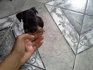 Cachorro raça sem  idade 2 a 6 meses nome Filhotes