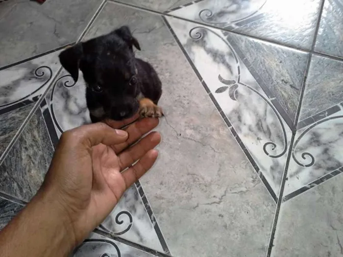Cachorro ra a sem  idade 2 a 6 meses nome Filhotes