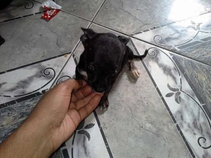 Cachorro ra a sem  idade 2 a 6 meses nome Filhotes