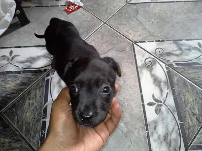 Cachorro ra a sem  idade 2 a 6 meses nome Filhotes