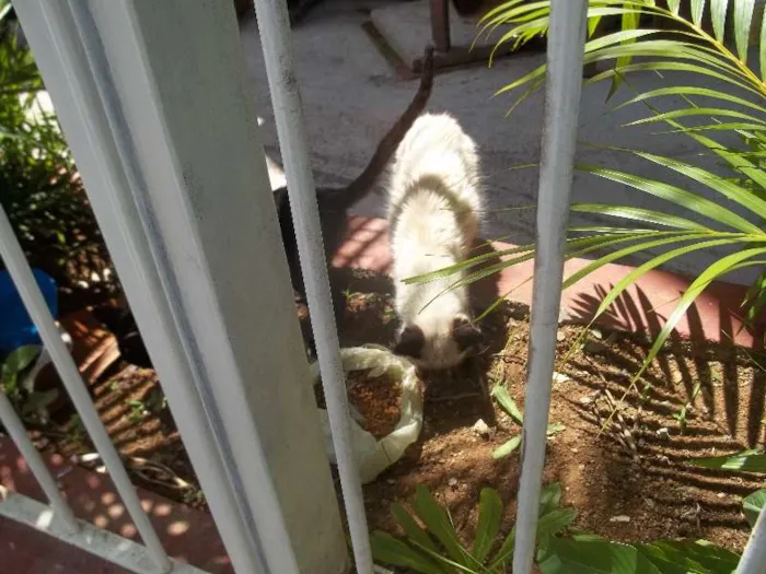 Gato ra a SRD idade 2 a 6 meses nome Branco e Preto