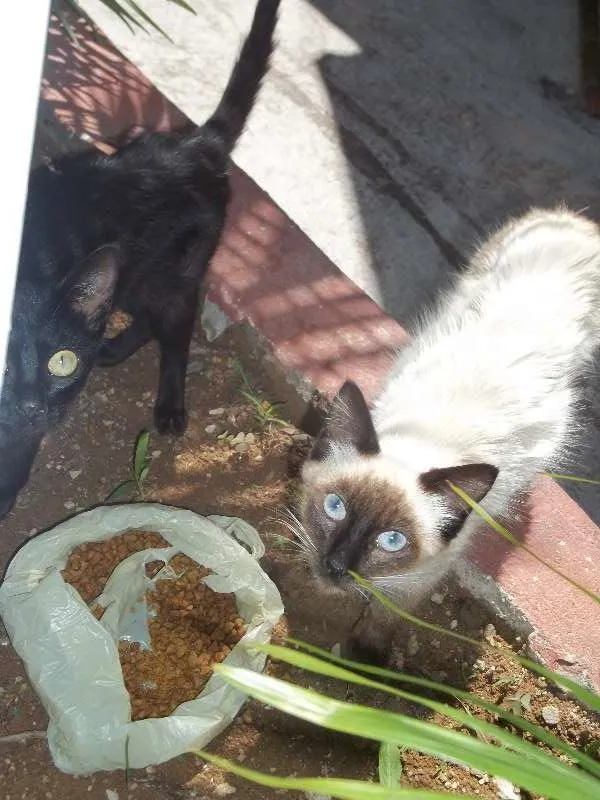 Gato ra a SRD idade 2 a 6 meses nome Branco e Preto