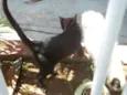 Branco e Preto