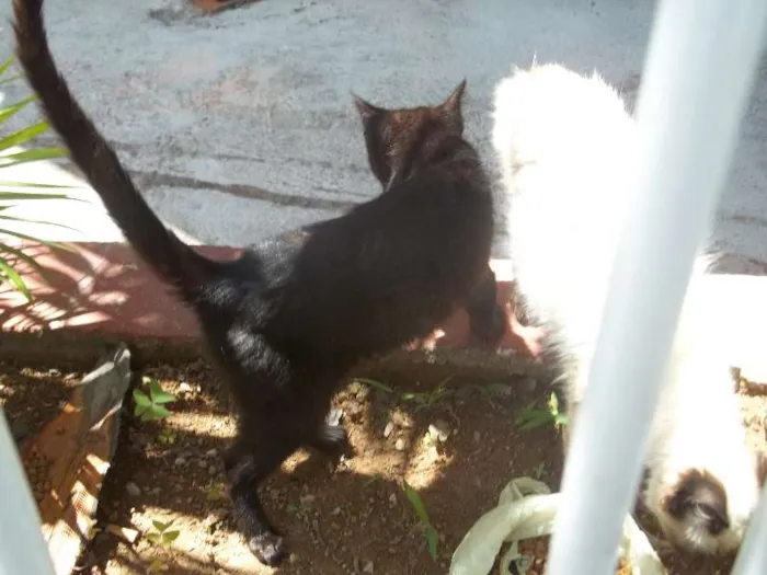Gato ra a SRD idade 2 a 6 meses nome Branco e Preto