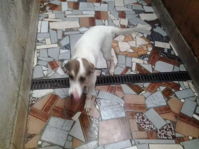 Cachorro raça vira latas idade 2 a 6 meses nome Billy e Ruby