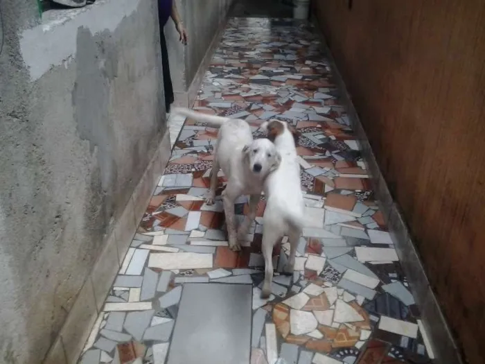 Cachorro raça vira latas idade 2 a 6 meses nome Billy e Ruby