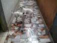 Cachorro raça vira latas idade 2 a 6 meses nome Billy e Ruby