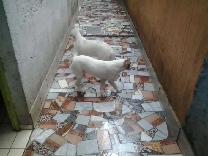 Cachorro raça vira latas idade 2 a 6 meses nome Billy e Ruby