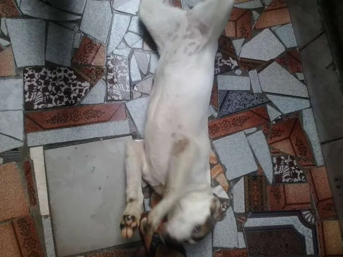 Cachorro raça vira latas idade 2 a 6 meses nome Billy e Ruby