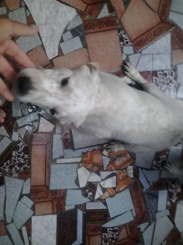 Cachorro raça vira latas idade 2 a 6 meses nome Billy e Ruby