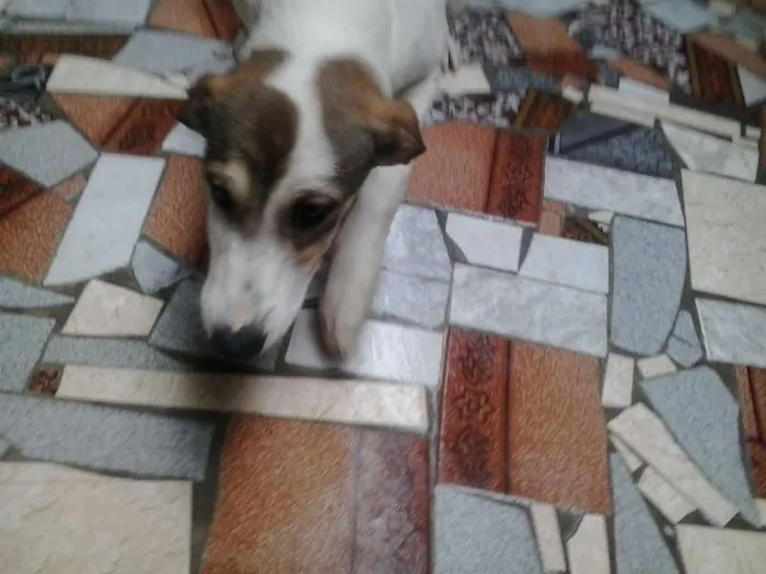 Cachorro raça vira latas idade 2 a 6 meses nome Billy e Ruby