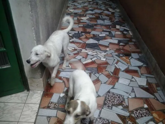 Cachorro raça vira latas idade 2 a 6 meses nome Billy e Ruby