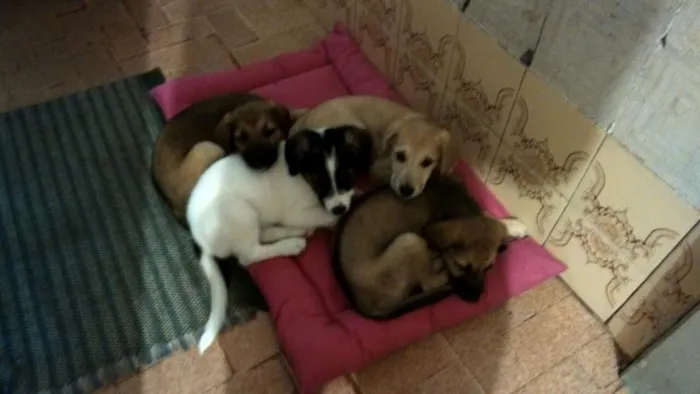 Cachorro ra a vira-lata idade 2 a 6 meses nome nao possui