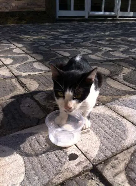 Gato ra a SRD idade 7 a 11 meses nome Mimi