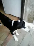 pintadinho