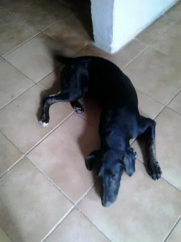 Cachorro ra a SRD idade  nome fumaça