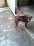 marrom