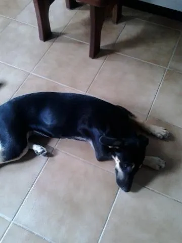 Cachorro ra a  idade  nome neguinha