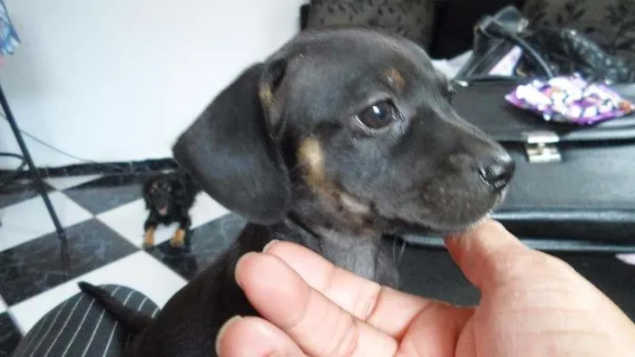 Cachorro ra a mestiço de basset idade Abaixo de 2 meses nome a definir