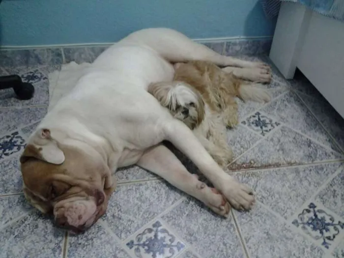 Cachorro ra a Shitzu idade 5 anos nome Bobby