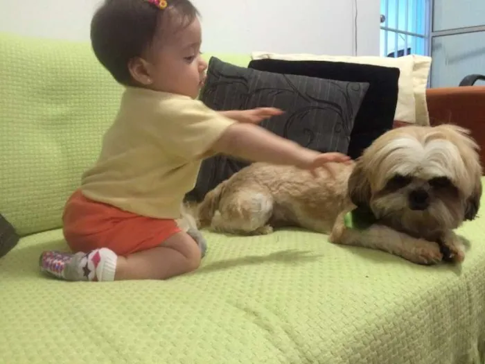 Cachorro ra a Shitzu idade 5 anos nome Bobby