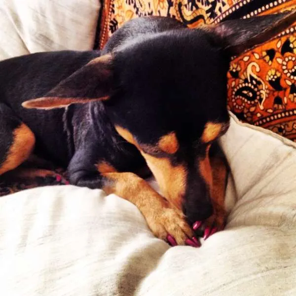 Cachorro ra a English Toy Terrier idade 3 anos nome Magrelinha