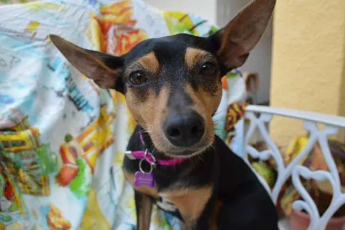 Cachorro ra a English Toy Terrier idade 3 anos nome Magrelinha